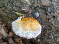 Orangeweißer Baumschwamm mit Tropfen auf Kiefernstamm